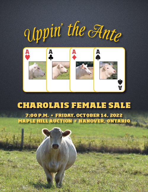 Uppin' the Ante Charolais Female Sale cover